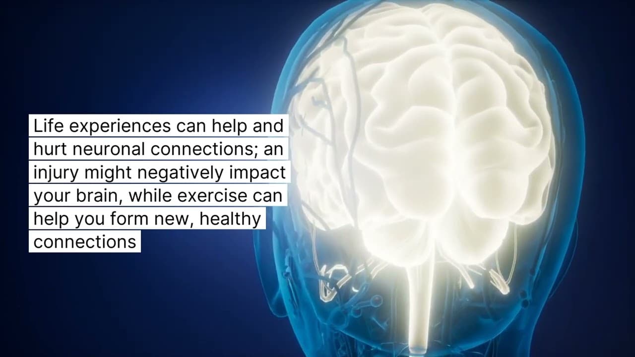 How Your Brain is Shaped
